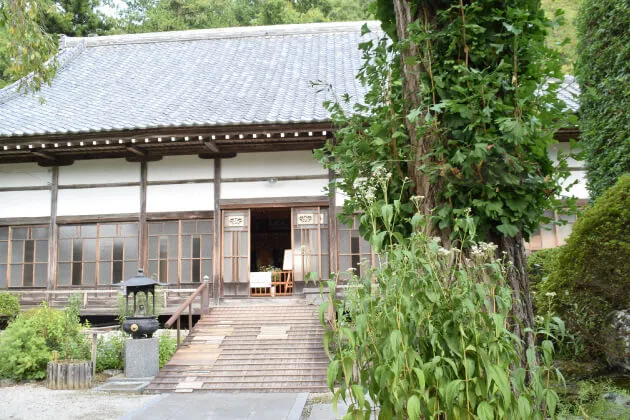 法善寺　藤袴　フジバカマ